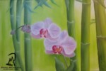 Orchidea